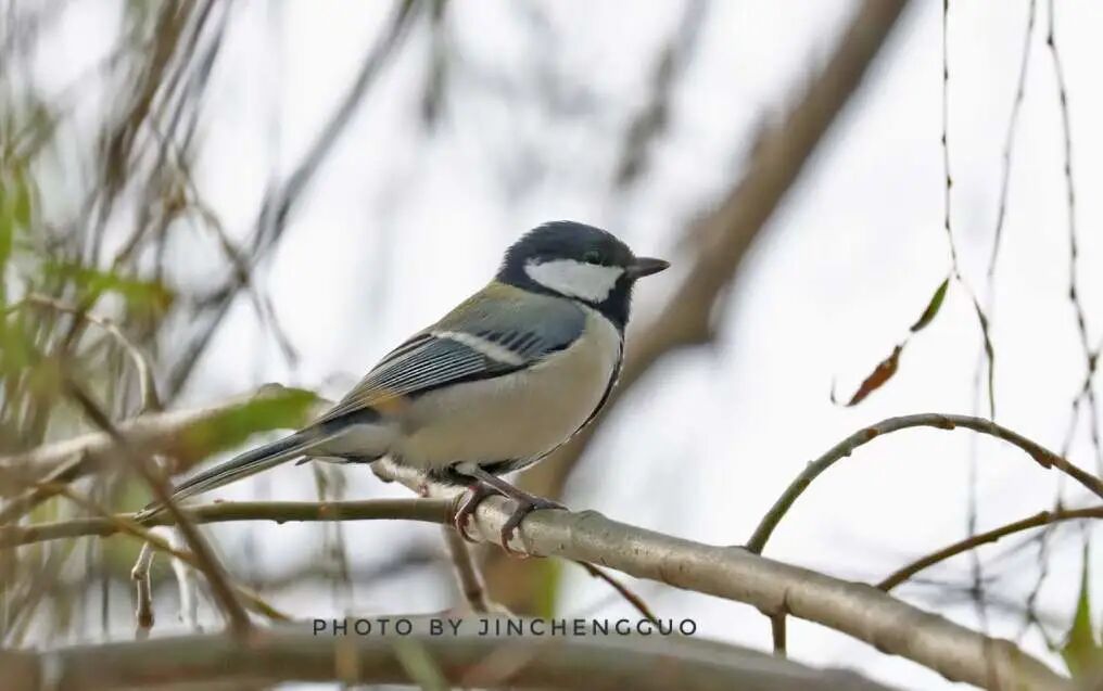 湿地动物精灵|很“大”的山雀——远东山雀
