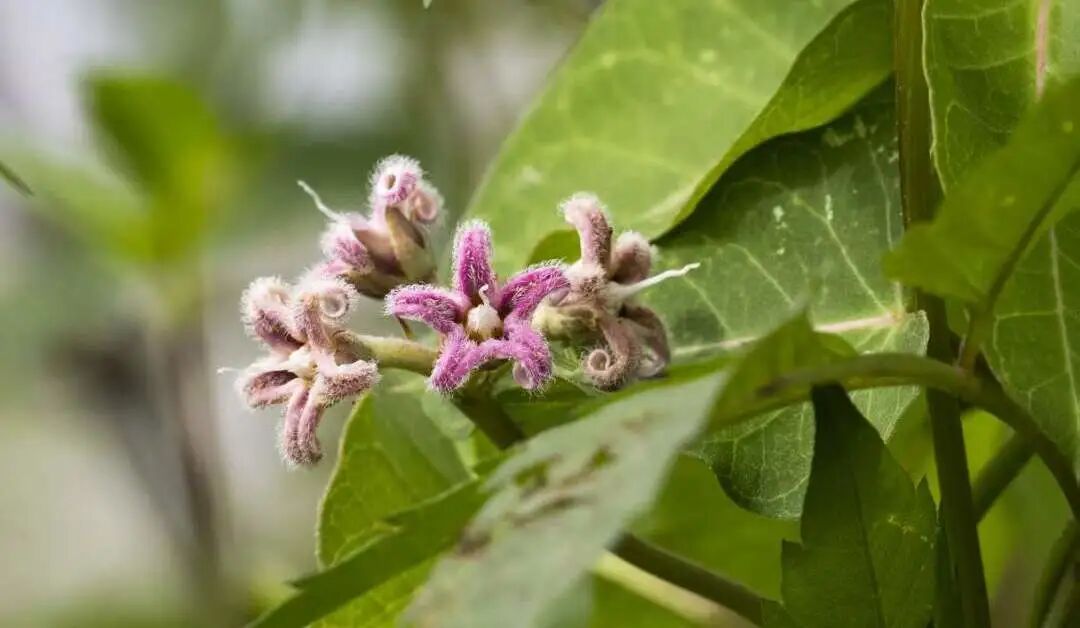 湿地植物科普|甜蜜的花，梦幻的果——萝藦
