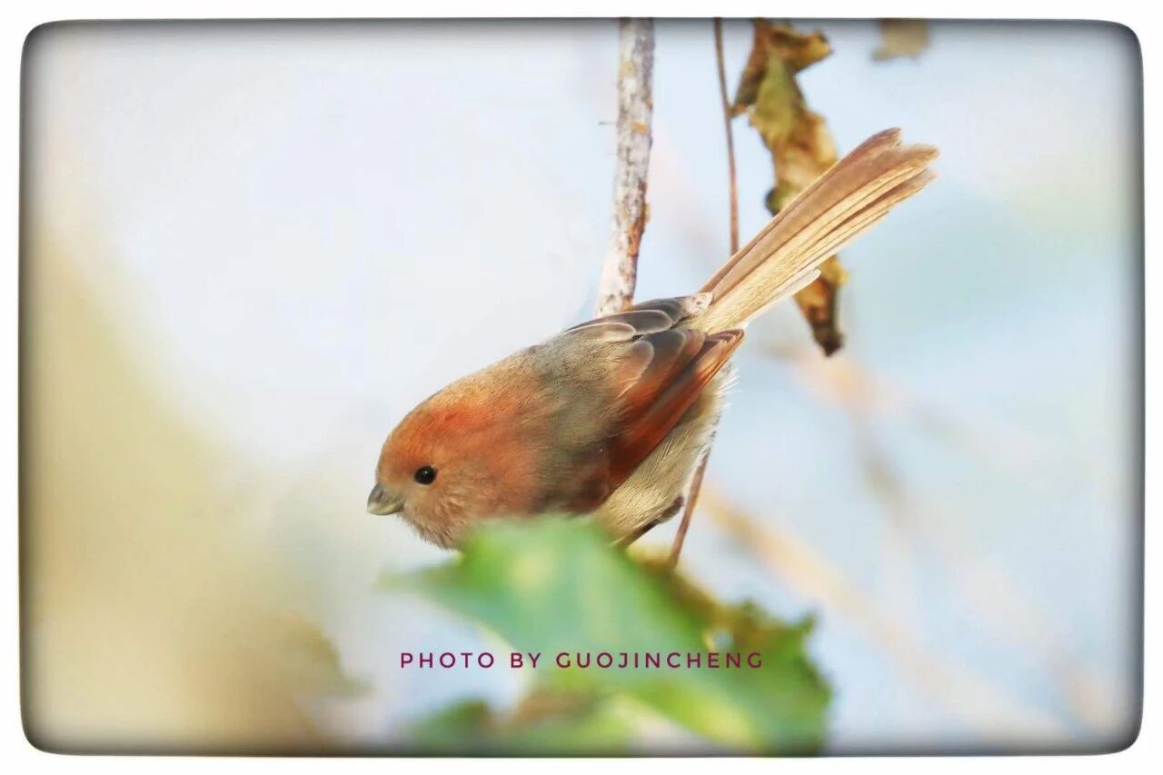 湿地小肥啾——棕头鸦雀